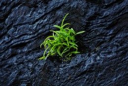 Persoonlijkeontwikkeling